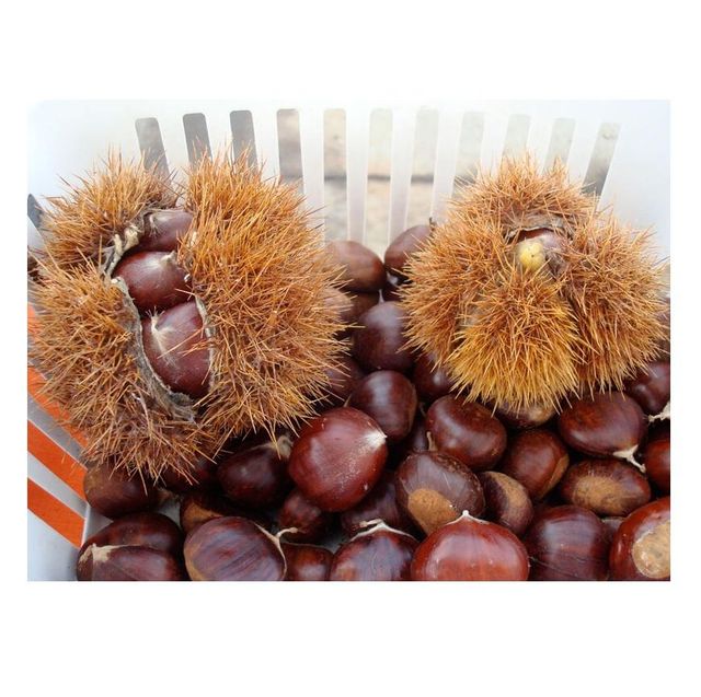 Good Selling Import Fresh High Quality Chestnuts Kernels For Sale - Image 1