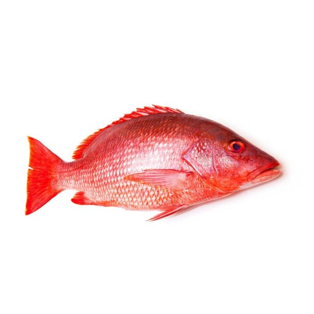 Buy Frozen Red Fish Pargo Premium Quality Fresh Catch at Wholesale Price with Fast Delivery Worldwide - Image 4