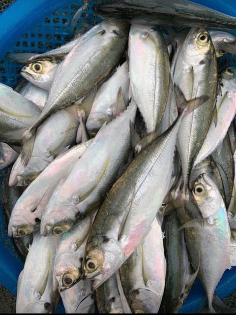 Cheap price frozen horse mackerel in Vietnam - Tanis Imex Shape Block Style Frozen Grade High Quality Shelf Life 24 - Image 2