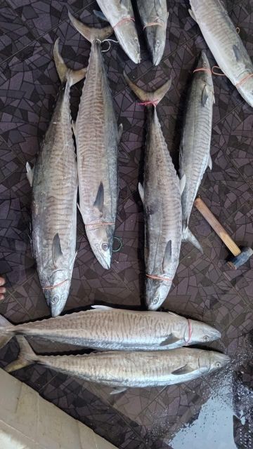 Spanish Mackerel (batang fish) - Image 1