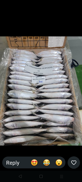 Frozen Mackerel - Image 4