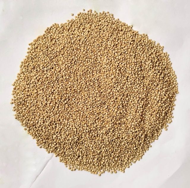 Quinoa Texture Seed Applications Salads, Soups, Breakfasts, Baked Goods Nutritional Profile High In Protein, Fiber, And Other Nutrients - Image 1