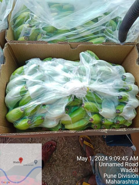 Premium Quality Organic Fresh Cavendish Bananas Top Choice for Fresh Fruits - Image 5