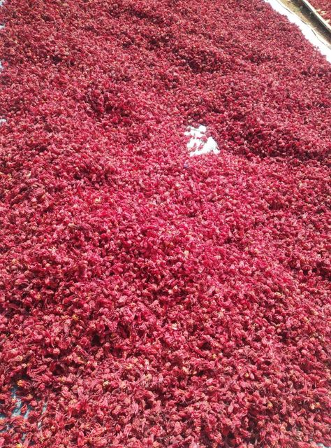 Naturally Dried Hibiscus Sabdariffa Flower 100% Pure - Image 3