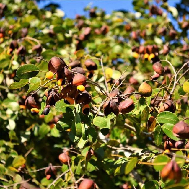 Pure Copaíba Oil-Resin from the Brazilian Amazon for Natural Skincare and Cosmetic Formulations - Image 3