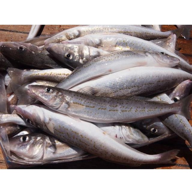 Fresh Hake Whole Round Fish Selected For Impressive Appearance Firm Structure And Dependable Export Availability - Image 5