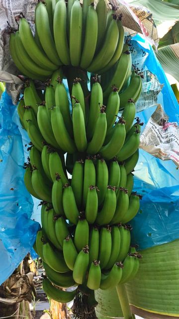 G9 Cavendish Banana - Image 5