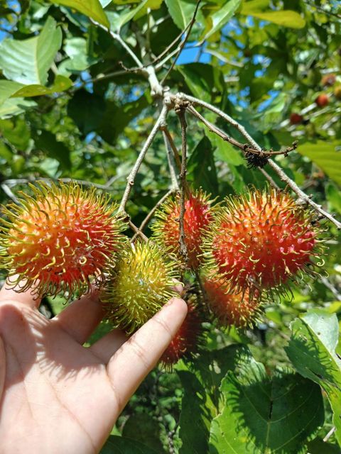 Rambutan Klotok Season October – January Fruit Size 4–6 Cm Per Fruit Condition Fresh (not Dried) Flavor Naturally Sweet And - Image 3