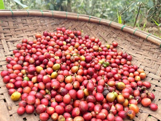 Robusta Honey S16 Coffee – product photo 3, product detail gallery