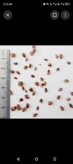 Juniper berries - Image 3