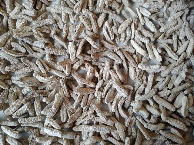 Dried Sea Cucumber - Image 5