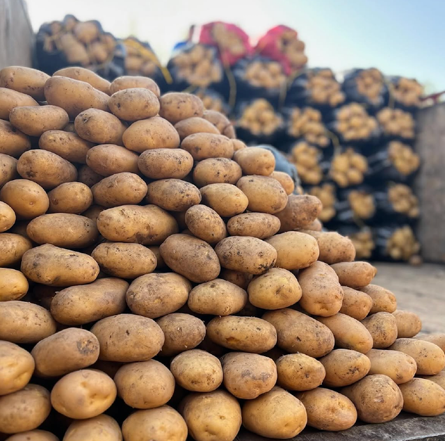 New Harvest Yellow/Golden Potatoes Best Cooking Potatoes For Restaurants,Grocery retailers in 25kg Bags - Image 3