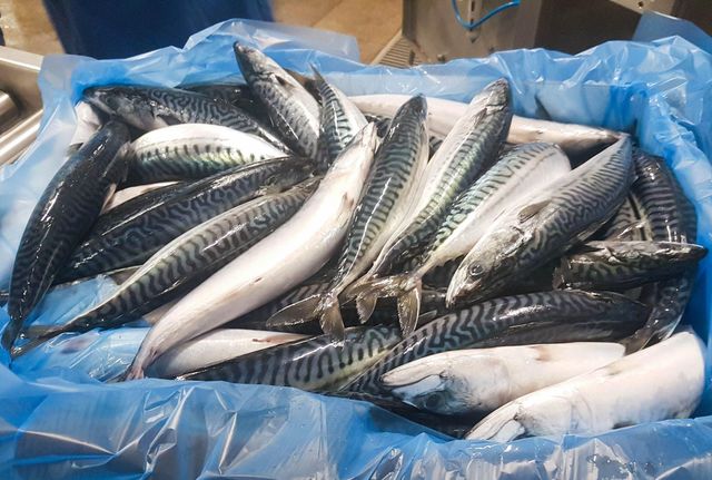 Fresh Frozen Mackerel Fish Type fish Protein Content High Shelf Life 18–24 Months At -18°c Omega-3 Fatty Acids Content Rich - Image 1
