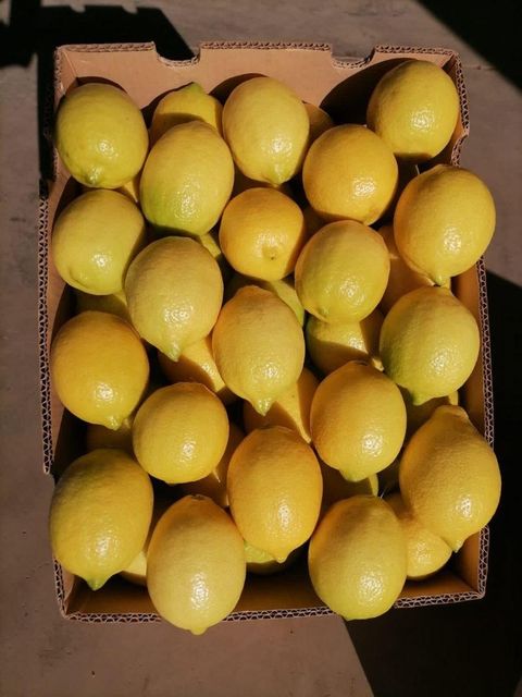 Eureka Lemon South African Fresh Premium Export Quality Citrus Bulk Supplier - Image 4