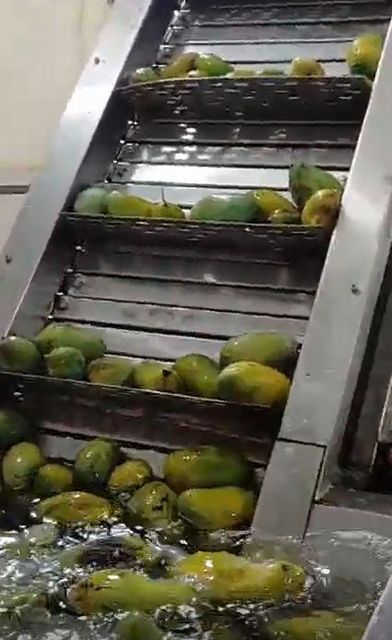 Fruits and Vegetable Pulper Machines Pulp Yield High-yield Manufacturer SS Steel Quality Standard Export-quality Processing Type Fruits and Vegetable - Image 2