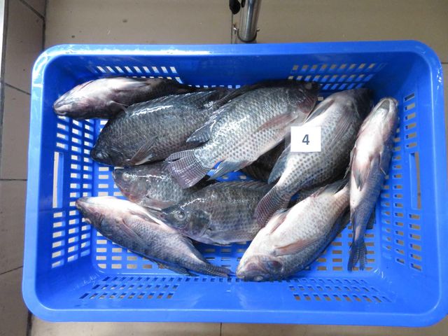 Tilapia whole round for Africa market - Image 2