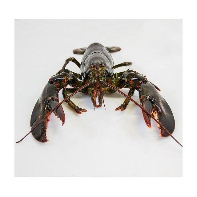 Premium live lobster offered at wholesale price for international seafood importers - Image 2