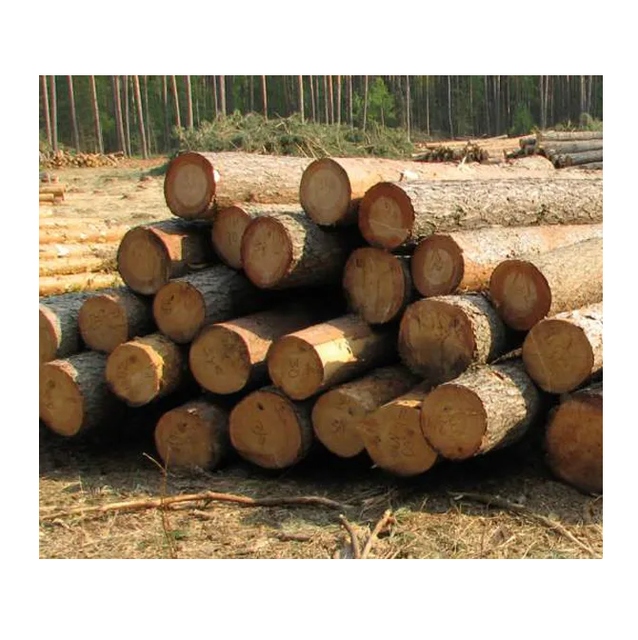 Wholesale Price Pine Wood Logs For Timber For Sale Transport Destination Worldwide - Image 3