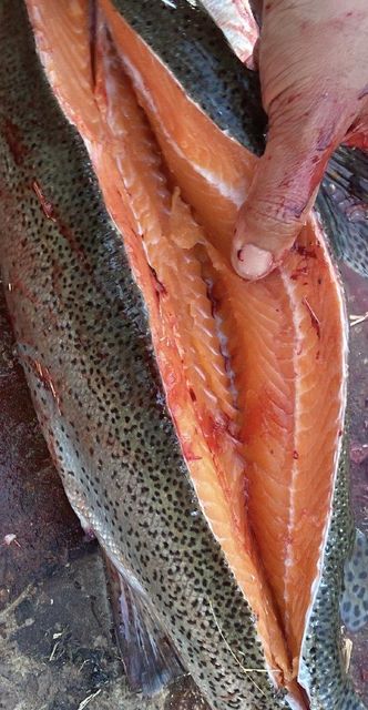 Salmon - Image 3