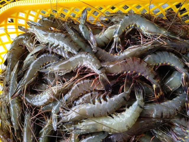 Black Tiger Shrimp - Image 2