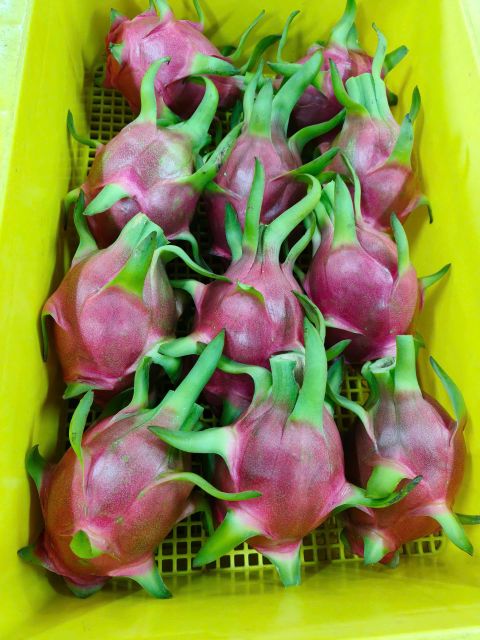 Dragon Fruit - Image 3