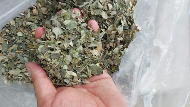 Dried Moringa Leaf CC - Image 3