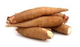 Tapioca (Cassava) from India - Image 1