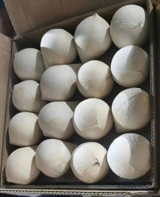 VIETNAMESE FRESH COCONUT – TRIMMED YOUNG COCONUTS | EXPORT-READY - Image 2