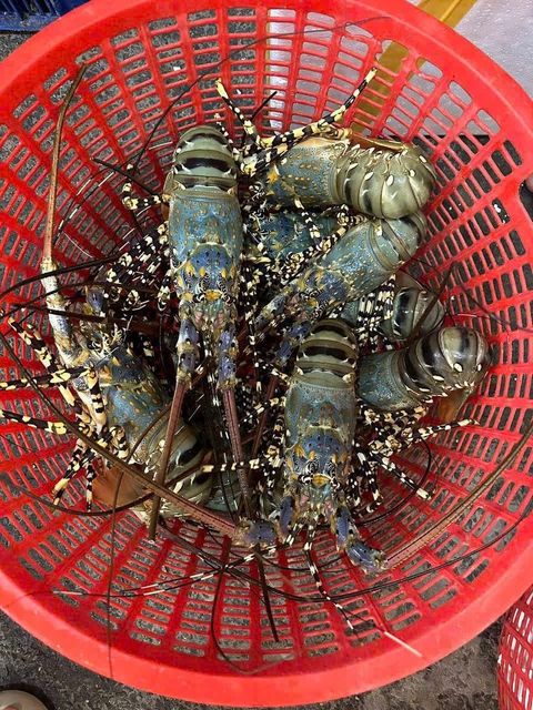 Fresh Live Lobsters Premium Ocean Harvest With Strong Shell Integrity Rich Meat Yield And Export Ready Packaging Quality - Image 4