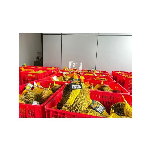 Frozen Fruit From Vietnam Frozen Durian Best Export From Sweet Taste Year Round Season Vietnam 24 months Shell Life - Image 5
