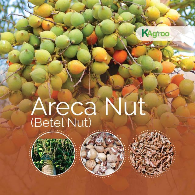 Betel Nut - Image 1