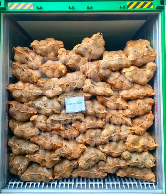 Fresh Coconut from Indonesia - Semi Husked Coconut – product photo 2, product detail gallery
