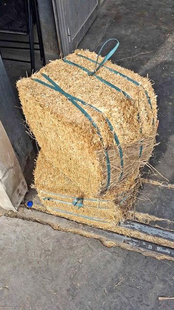 Wheat Straw Features Organic Type Durum Wheat, Soft Wheat Packaging Size > 10 kg to 25 kg, > 25 kg - Image 2