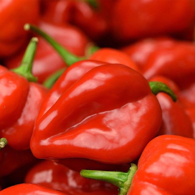 Fresh Natural Spicy Yellow Habanero Peppers Bulk Supplier Export Quality - Image 5