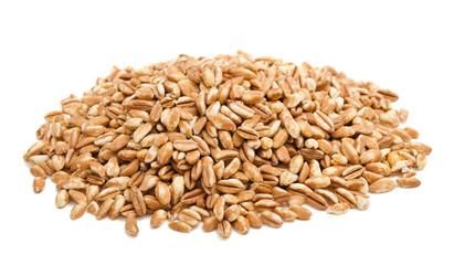 Wholesale B2B supplier Of Premium Organic Wheat Grain - Image 3