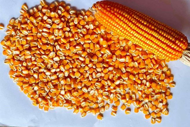 Organic Yellow Corn/Maize for Animal & Poultry Feed White Corn Sweet Corn for Human Consumption - Image 4