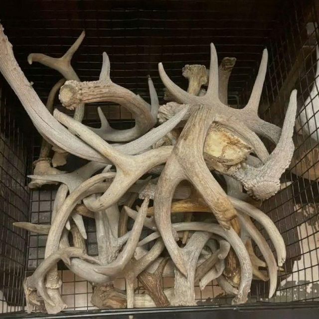 Original Red Deer Antler Horn Premium Dog Chew Natural Long Lasting Healthy Snack Buy With Complete Confidence - Image 4
