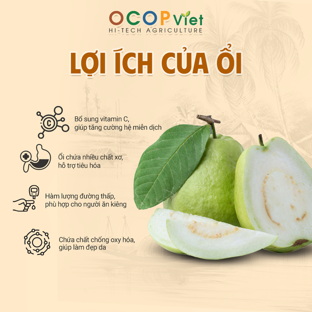 Ổi Đài Loan - Taiwan Guava Brand Name OCOP Viet Place of Origin Vietnam Packaging Details - Image 3