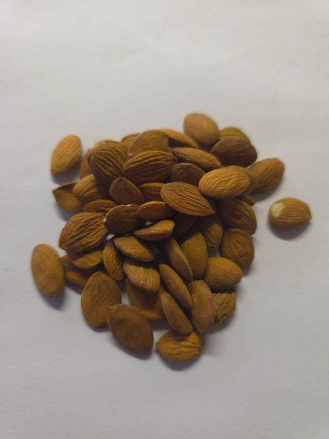 Peach kernels - Image 2