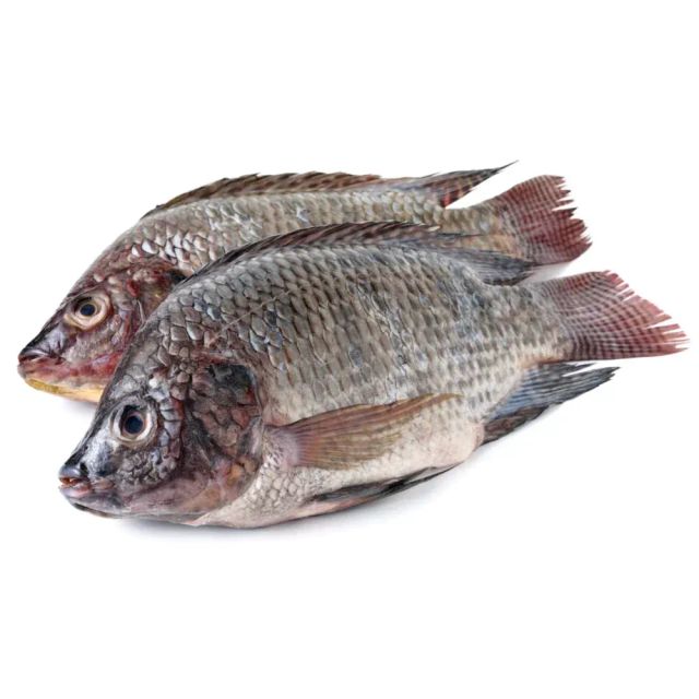 TOP Quality Frozen Tilapia Fresh Frozen Viscera Iqf Red Tilapia Rouge Frozen Ready for Sale - Image 2