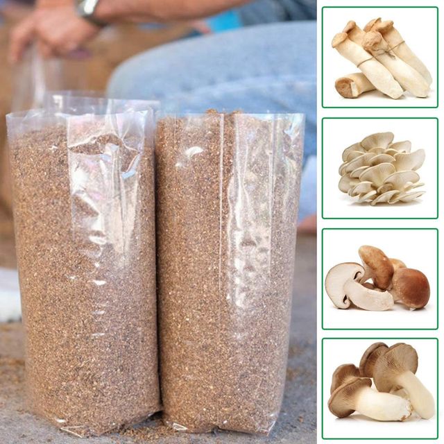 Mushroom Growing Spawn Bag Premium for Fast Delivery Get the Best Wholesale Rates and Start Cultivating Mushrooms - Image 3