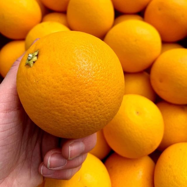 Fresh Valencia Oranges Export Quality - Image 3