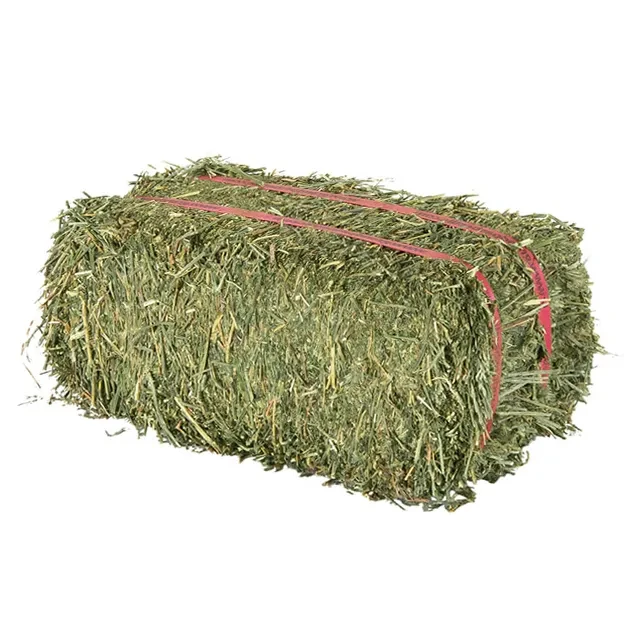 High Protein Forage Feed – Alfalfa Hay for Livestock Use Natural Green Fodder Hay – Consistent Supply for Farms - Image 4