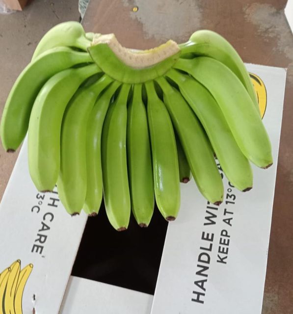 Premium Cavendish Banana - Image 2