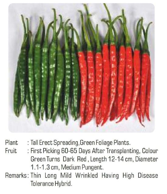 Hot pepper Variety Hybrid Germination Rate 95+ Place of Origin India Number Of Hybrids More Than 34 Certification Phytosanitary certificate - Image 2
