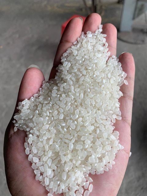 JAPONICA RICE 3% BROKEN ROUND GRAIN RICE BIG SIZE VIETNAM ORIGIN GOOD QUALITYREASONABLE PRICE Riz Arroz whatsap 0084 989 322 607 – product photo 5, product detail gallery
