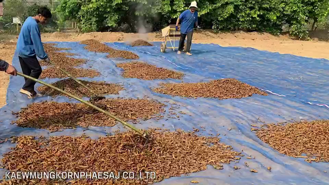 High quality Thai Fresh Finger Turmeric, Whole Rhizomes, 7% curcuminoids - Image 4