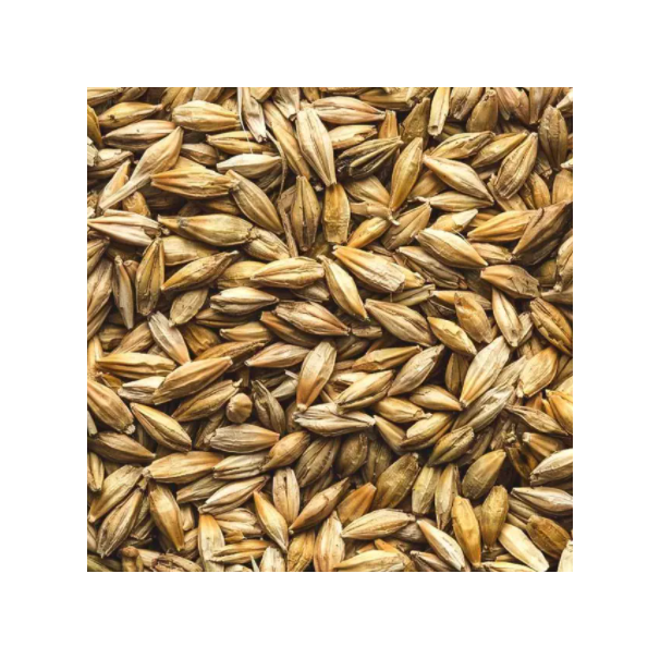 Barley grain wholesale stock available in bulk bags and containers - Image 3