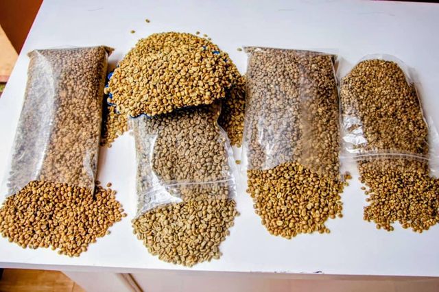 Robusta Coffee Beans screen 18,15 & 12 - Image 4