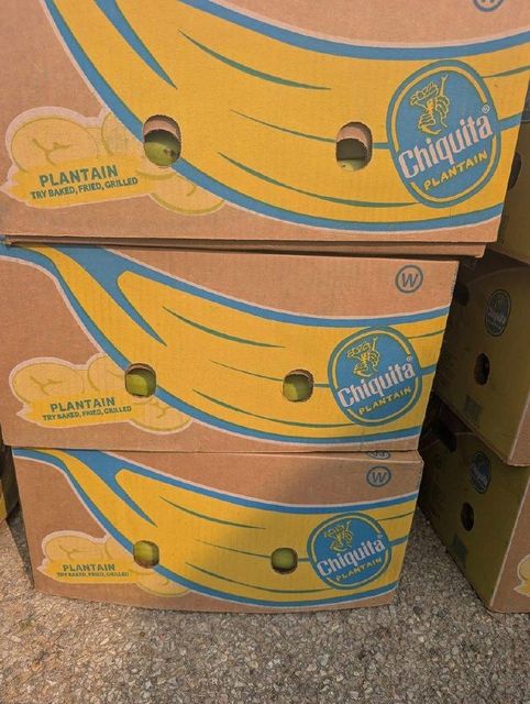 Plantains - Image 6